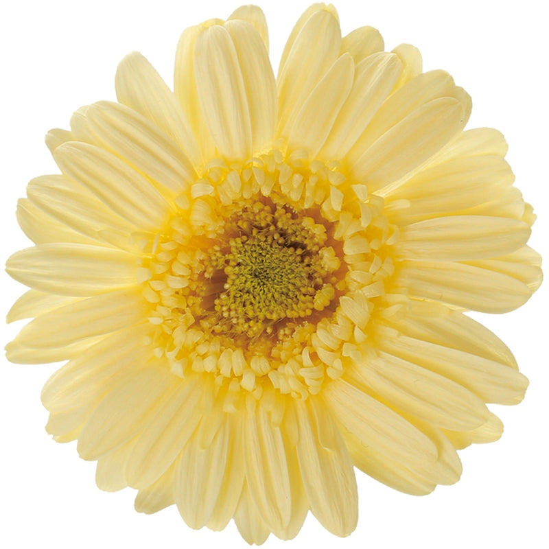 【プリザ】03170-505 ガーベラ モーニングイエロー