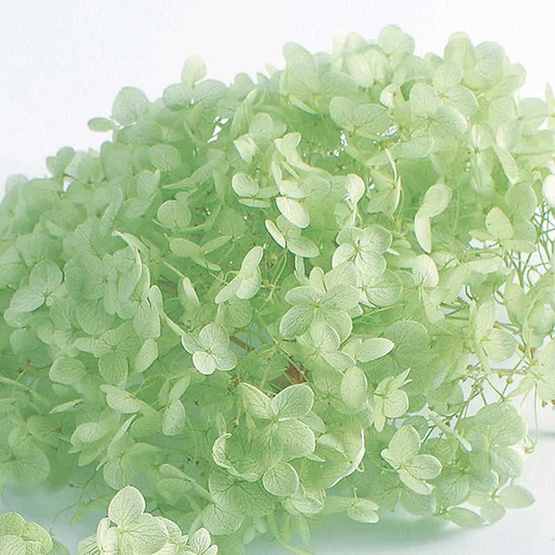 【プリザ】02160-721 アナベル・ヘッド クリアグリーン