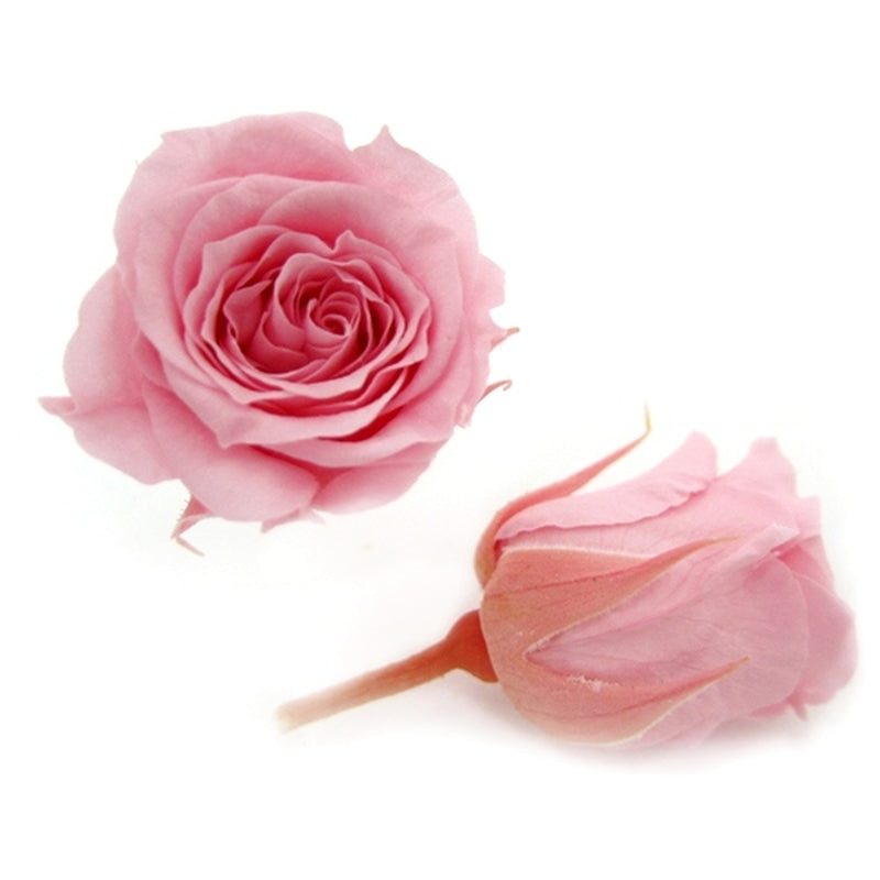 FL41-7 ピッコラブロッサム ベイビーピンク