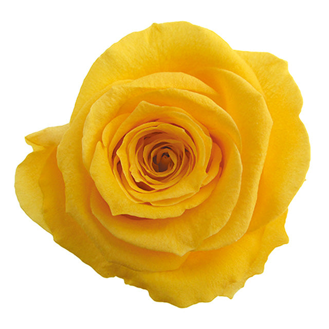 【プリザ】FL300-17 メディアナローズ ゴールデンイエロー