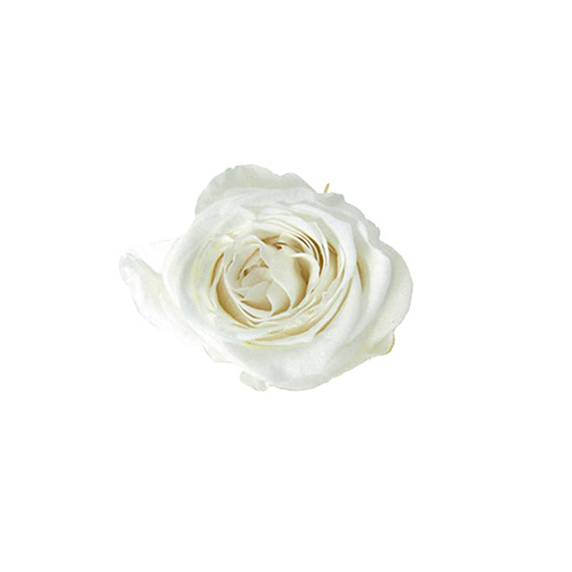 【プリザ】FL41-1 ピッコラブロッサム パールホワイト