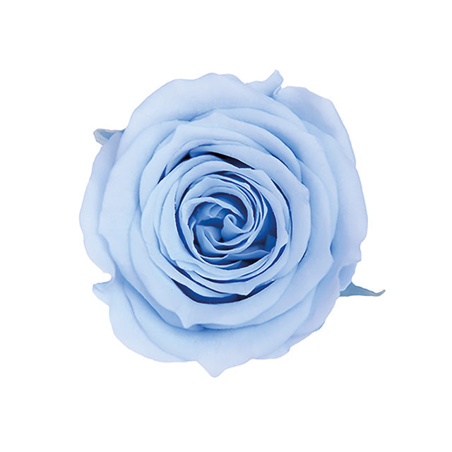 FL41-13 ピッコラブロッサム パウダーブルー