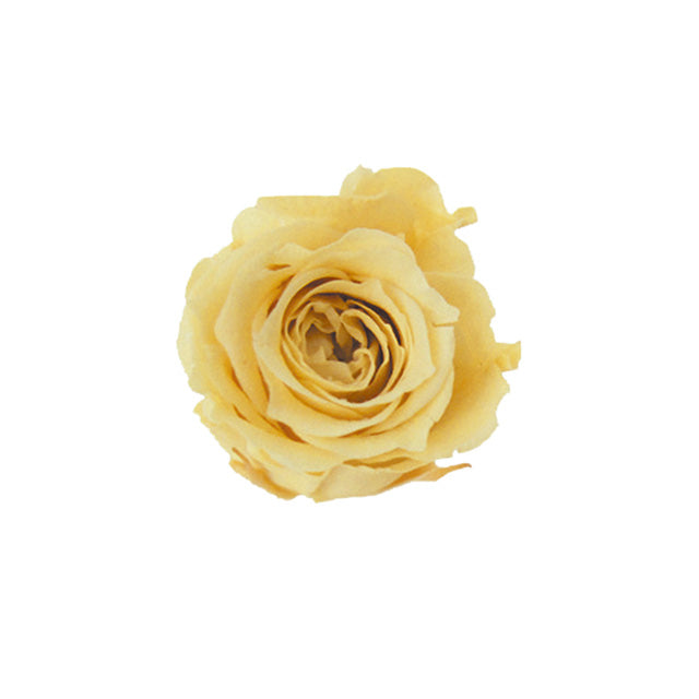 FL41-15 ピッコラブロッサム ソフトイエロー