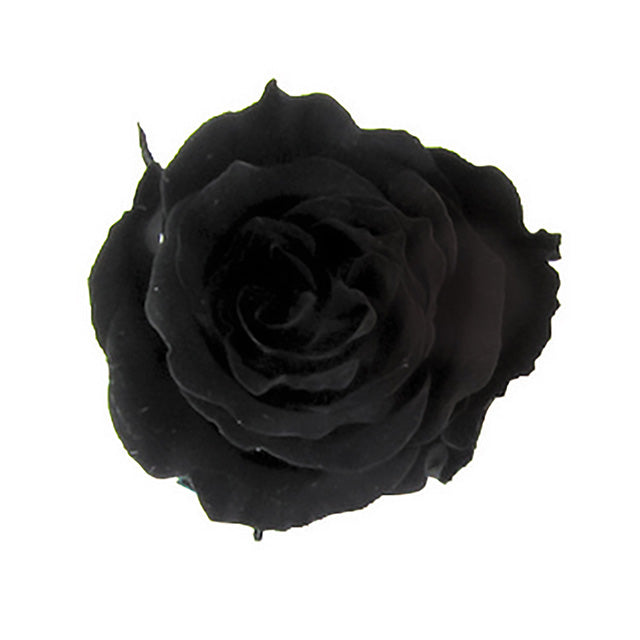 FL41-26 ピッコラブロッサム ミッドナイトブラック