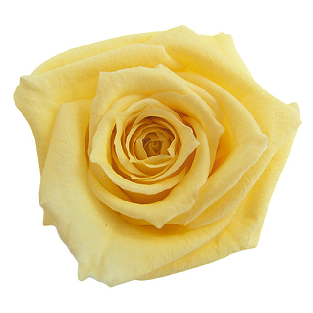 【プリザ】FL70-15 スプレーローズ ソフトイエロー