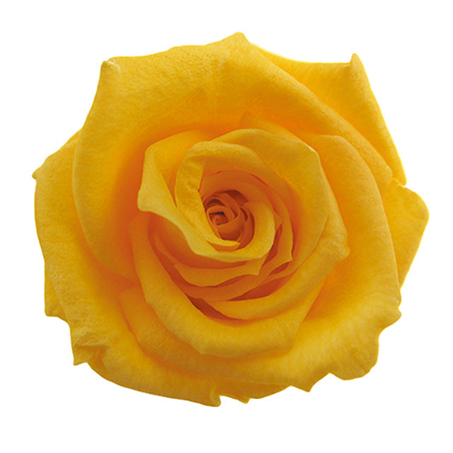 【プリザ】FL50-17 ベイビーローズ ゴールデンイエロー