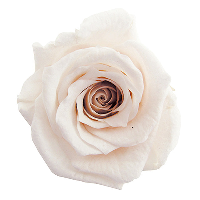 【プリザ】FL100-46 スタンダードローズ パンナコッタ