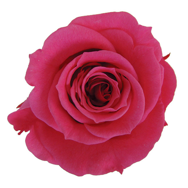 【プリザ】FL70-8 スプレーローズ ホットピンク