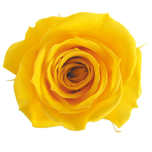 【プリザ】FL70-17 スプレーローズ ゴールデンイエロー