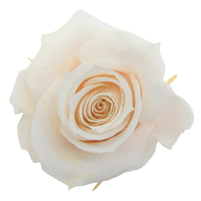 【プリザ】FL70-46 スプレーローズ パンナコッタ