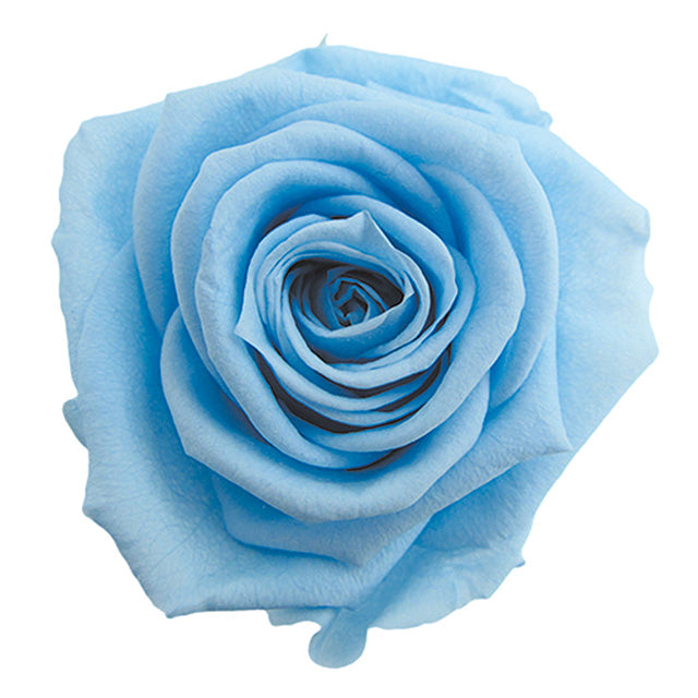 【プリザ】FL300-13 メディアナローズ パウダーブルー