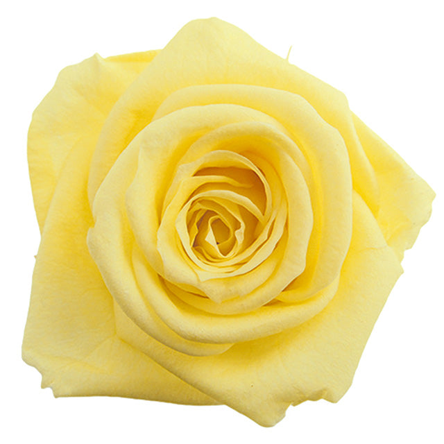 【プリザ】FL100-15 スタンダードローズ ソフトイエロー