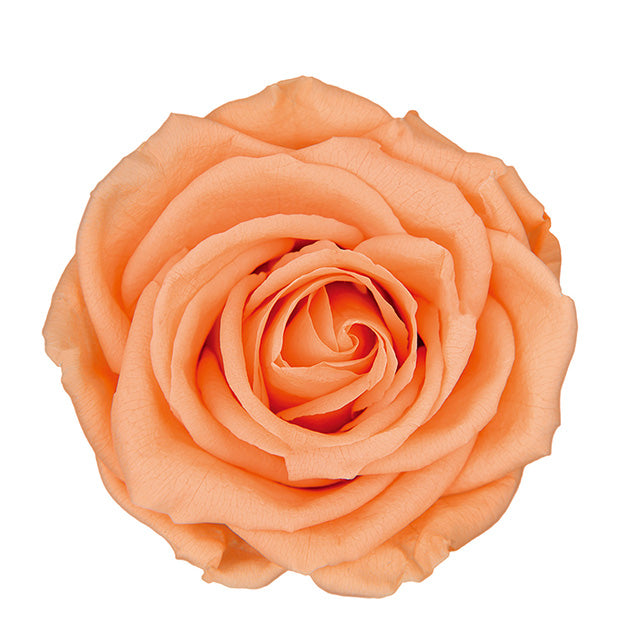 【プリザ】FL100-16 スタンダードローズ シャーベットオレンジ