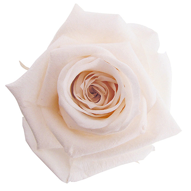 【プリザ】FL50-46 ベイビーローズ パンナコッタ