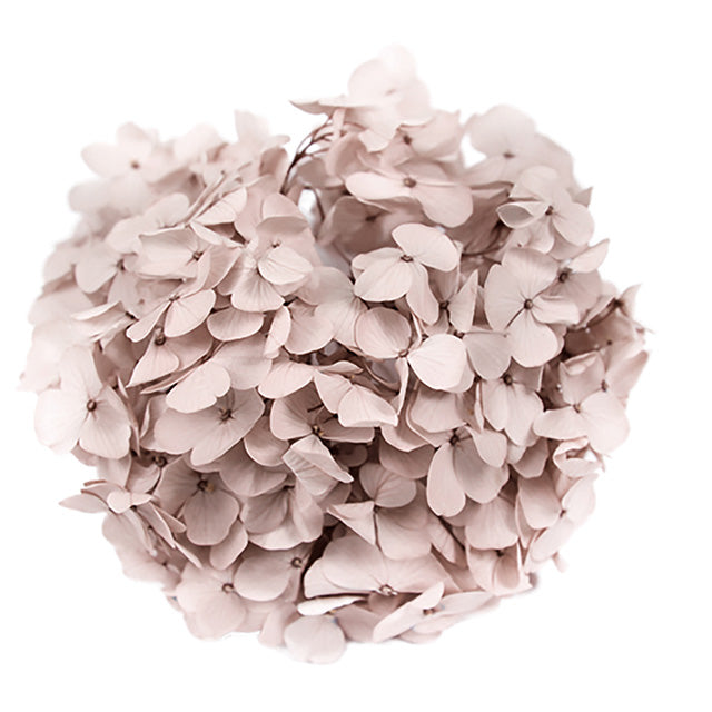 FL291-44 アンデスアジサイ ヘーゼルナッツ