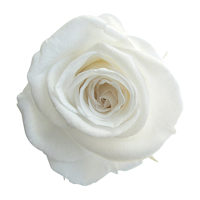 【プリザ】FL70-1 スプレーローズ パールホワイト