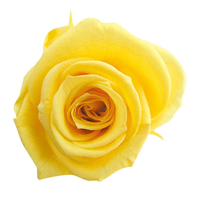 【プリザ】FL300-2 メディアナローズ イエロー