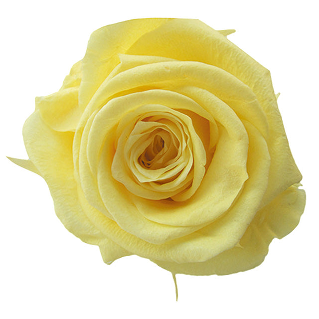 【プリザ】FL300-15 メディアナローズ ソフトイエロー