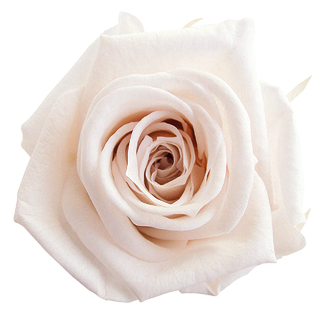 【プリザ】FL300-46 メディアナローズ パンナコッタ