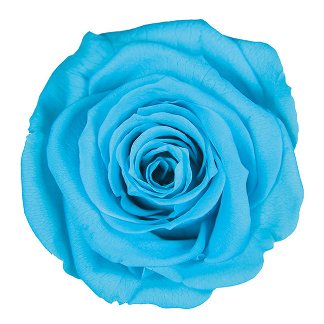 【プリザ】FL300-72 メディアナローズ カリビアンブルー