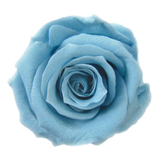 【プリザ】FL300-91 メディアナローズ ホリゾンブルー