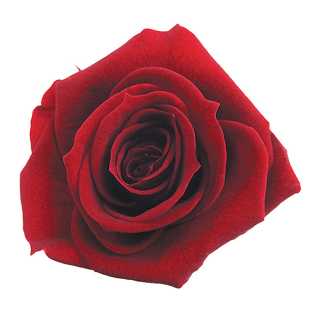 【プリザーブド】【フロールエバー】FL000100-010 スタンダードローズ ワイン 6輪入り プリザーブドフラワー専門店 花材通販 プリフラSHOP