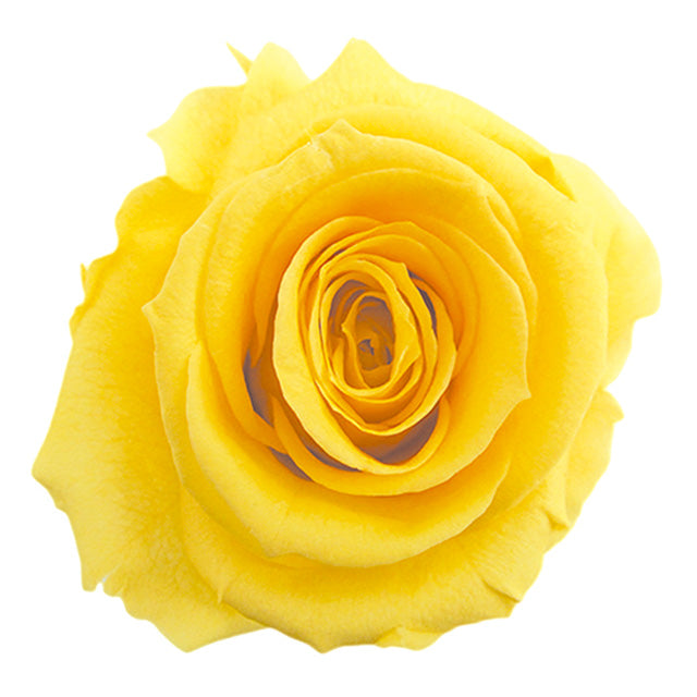 【プリザーブド】【フロールエバー】FL000100-002 スタンダードローズ イエロー 6輪入り プリザーブドフラワー専門店 花材通販 プリフラSHOP