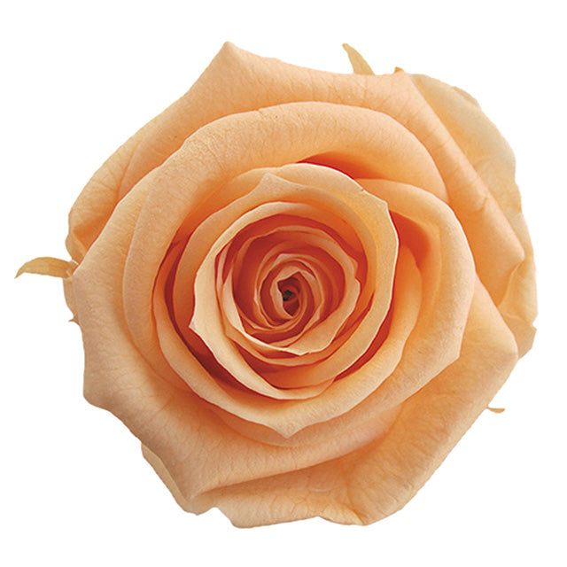 【プリザーブド】フロールエバー/スプレーローズ 8輪 シャーベットオレンジ/FL070-16 プリフラSHOP 花材通販