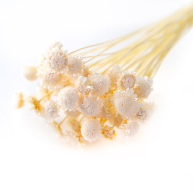 FLDR0015-910 マーガレット ドライ ナチュラル