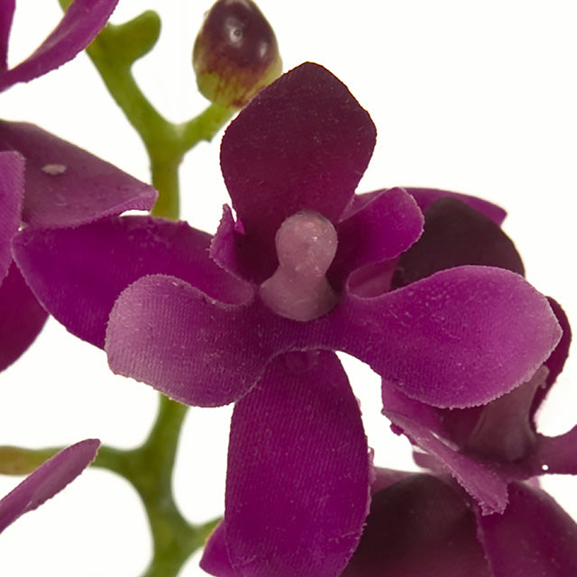 FM1256-12 ルシアファレノ オーキッド