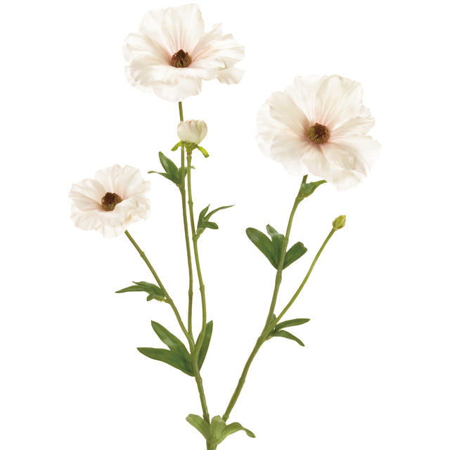 FM4119-48 リュクスラナンキュラス CR/PK