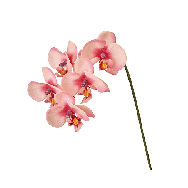 FM8803-102 リアンファレノ オーキッドピンク