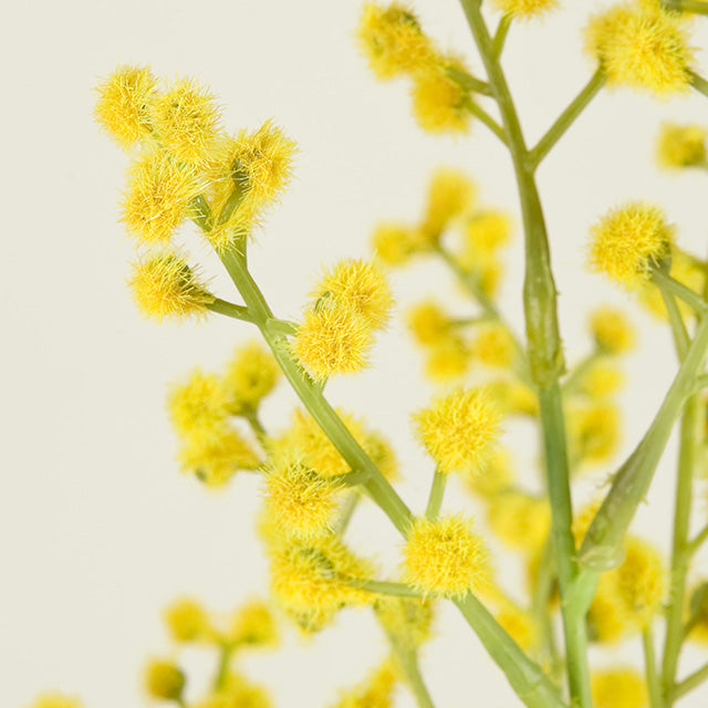 【造花】【MAGIQ】卸販売 FM009220 ブルームミモザ イエロー 造花専門店 花材卸 プリフラSHOP 国際女性デー ミモザ 女性の日 3月8日