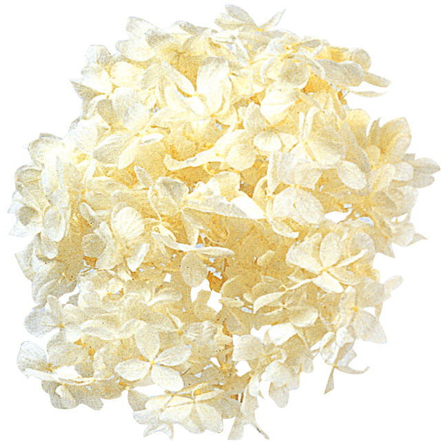 【プリザ】【大地農園】01510-011 ピラミッドアジサイ ヘッド オフホワイト 約2輪入り 花材卸 プリフラSHOP プリザーブドフラワー専門店