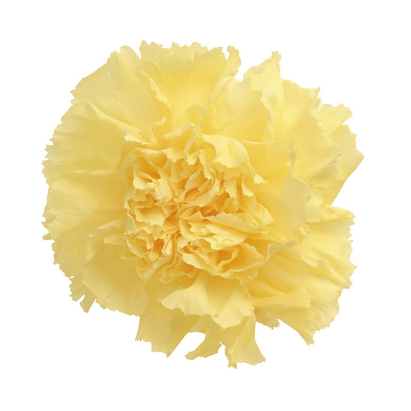 【プリザ】02380-501 カーネーション モーニングイエロー