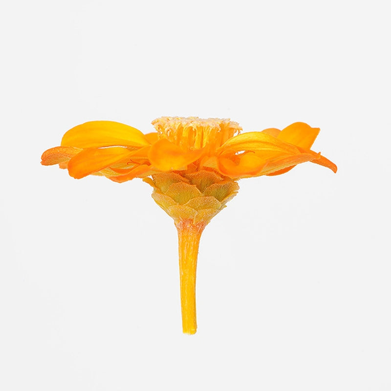 03461-351 ジニア・小 フルーティオレンジ