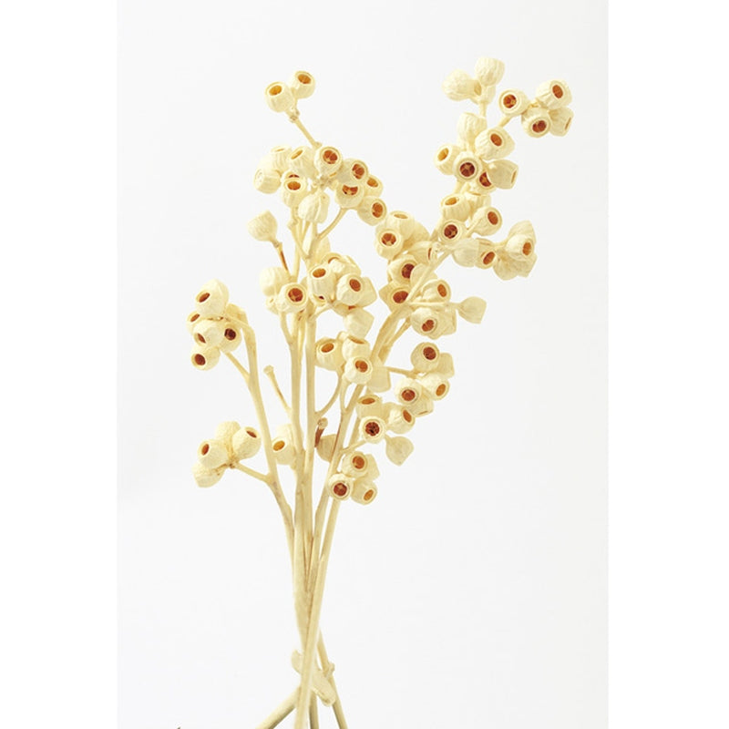 【ドライ】40220-011 アンバーナッツ 白