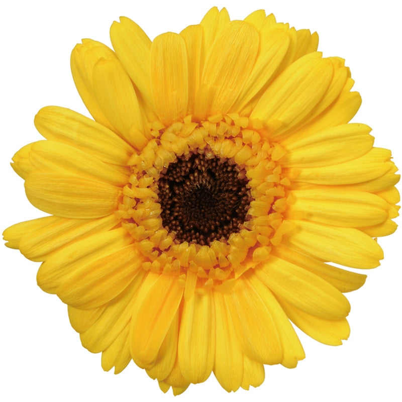 【プリザ】03170-521 ガーベラ ミモザイエロー