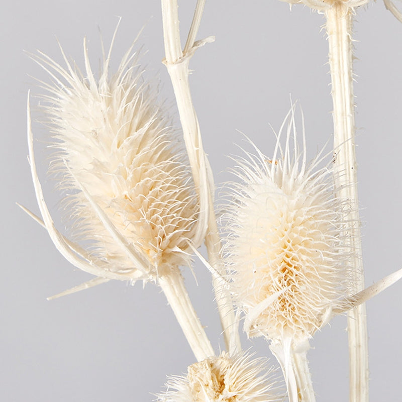 42250-011 チーゼル オフホワイト