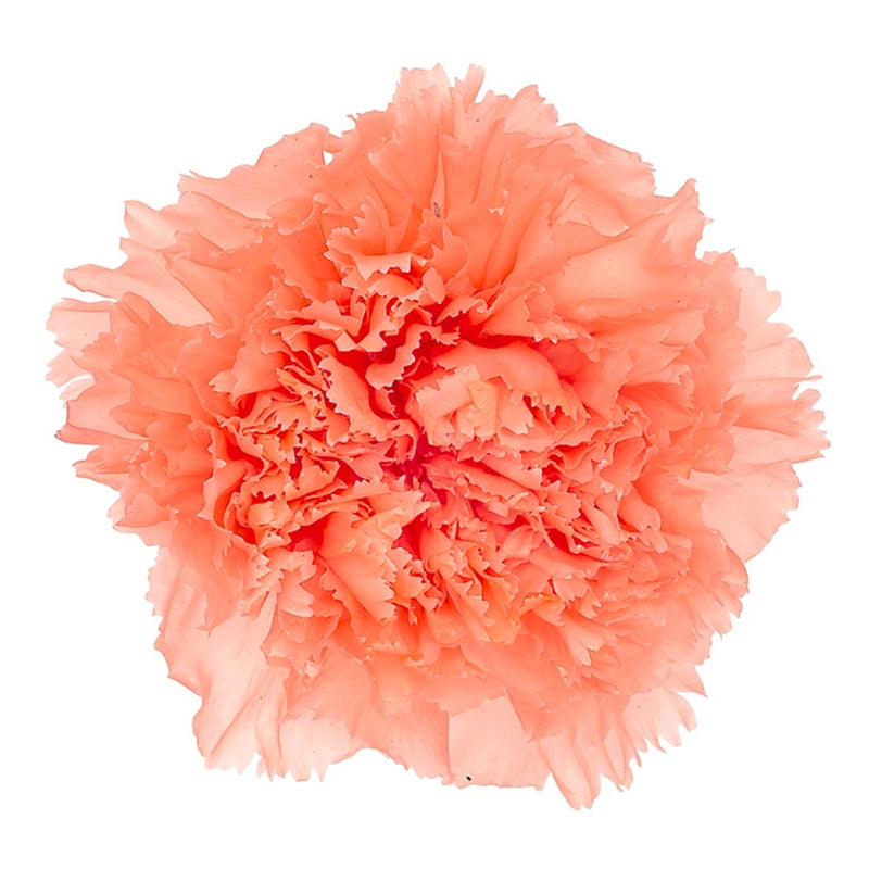 02380-372 カーネーション ピーチソルベ