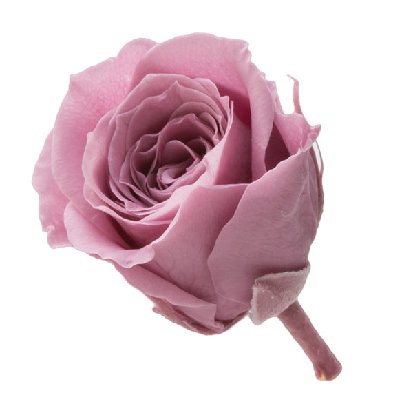 02370-173 ビビアン ラシットピンク