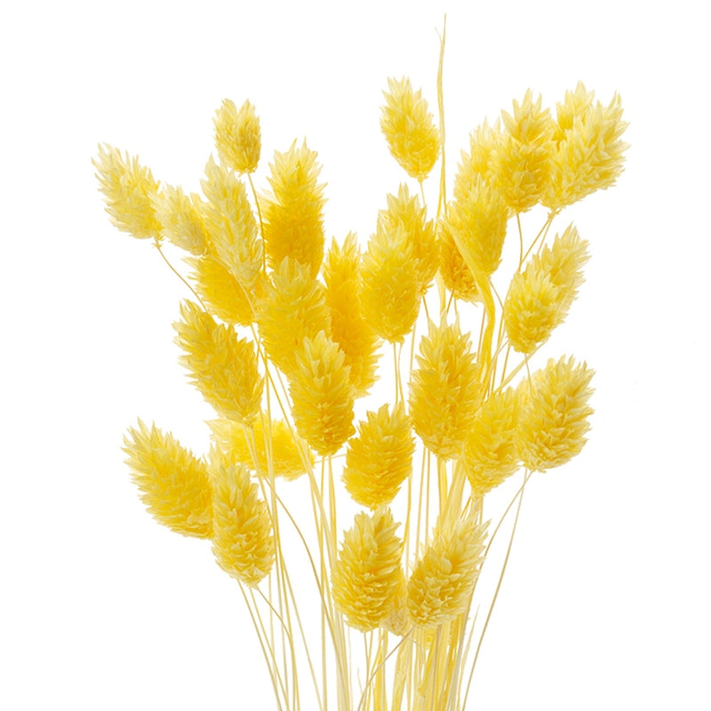 【ドライ】42020-501 ポアプランツ パステルイエロー