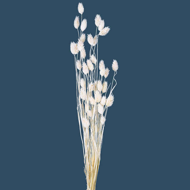 ポアプランツ 白