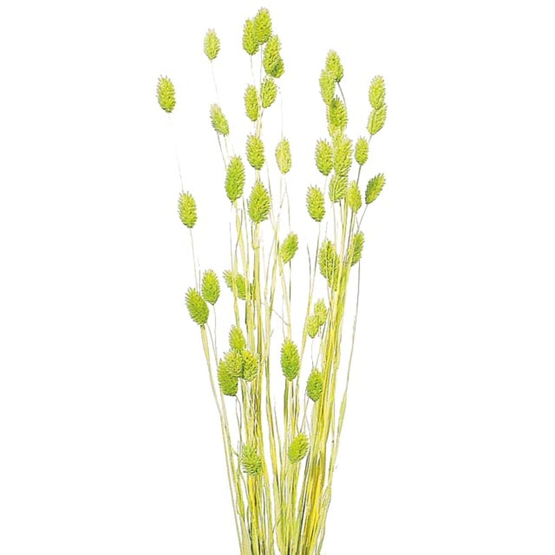 ポアプランツ マスカットグリーン