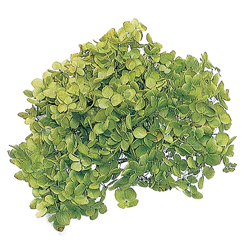 【プリザ】02160-701 アナベル・ヘッド グリーン