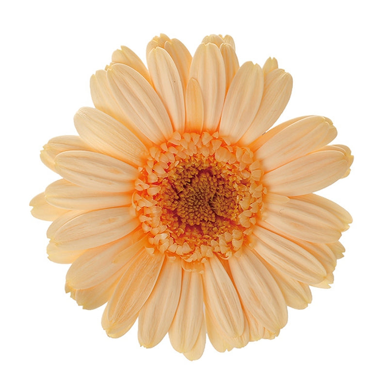 【プリザ】03170-365 ガーベラ ジュリアオレンジ