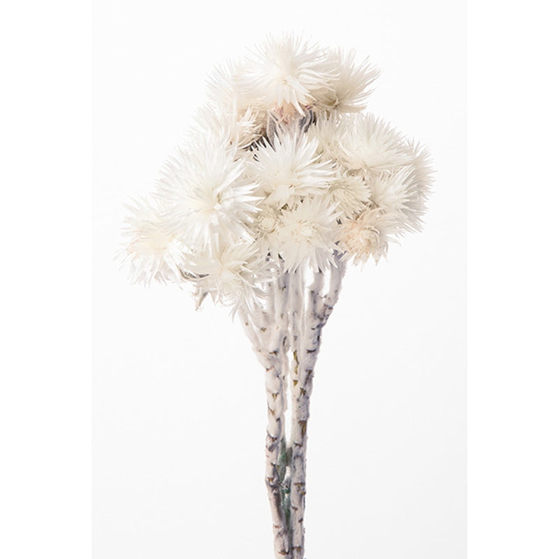 【ドライ】32000-011 シルバーデージー 白