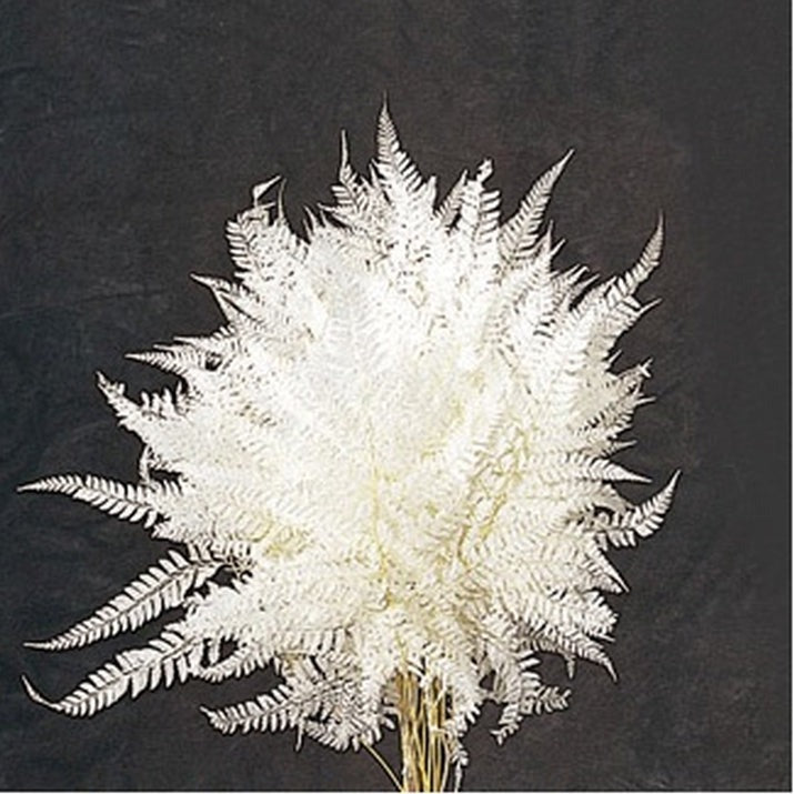 【ドライ】50330-011 ヒメワラビ 白