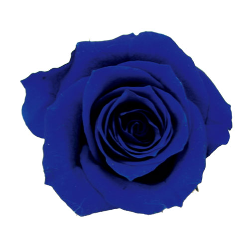 ロイヤルブルー・ヴェルディッシモ プリザーブドフラワー 薔薇