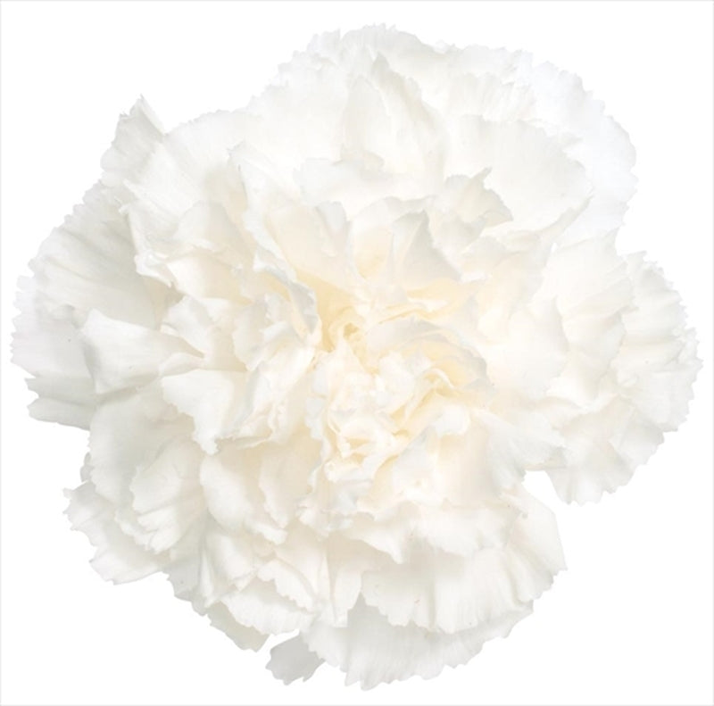 02380-001 カーネーション 白